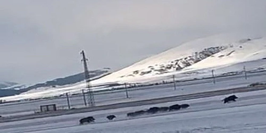 Sarıkamış'ta domuz sürüsü görüntülendi!