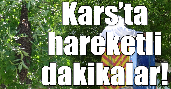 Firar eden arı kolonisi vatandaşları endişelendirdi