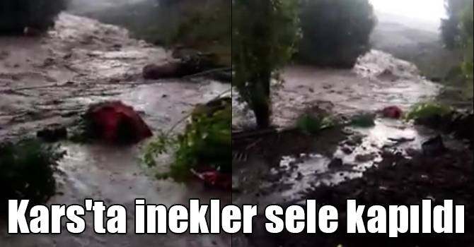 Kars'ta sel sularına kapılan inekler kurtarıldı