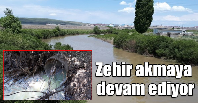 Şırat, Kars Baraj Gölü’nü de zehirlemeye başladı