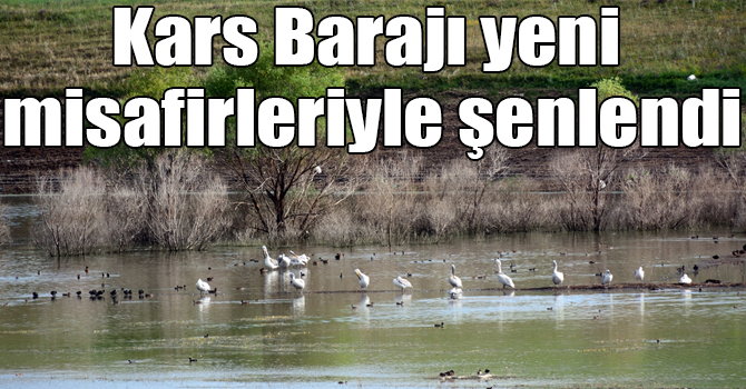 Kars Barajı yeni misafirleriyle şenlendi