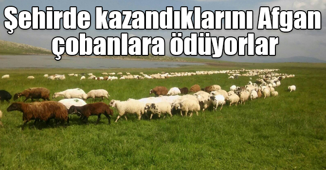 Şehirde kazandıklarını Afgan çobanlara maaş olarak ödüyorlar