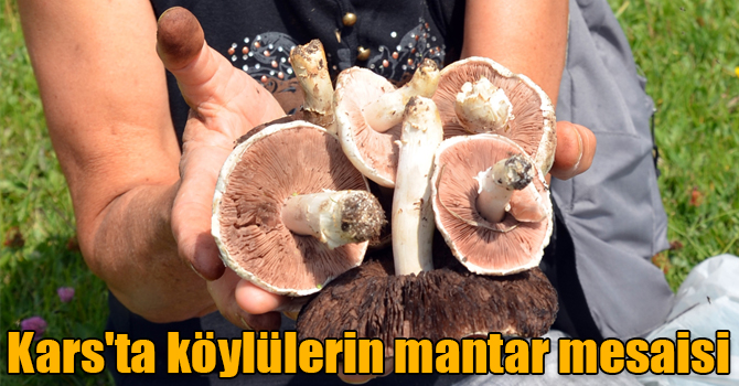 Kars'ta köylülerin mantar mesaisi