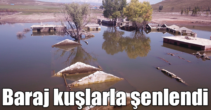 Kars'ta su tutmaya başlayan baraj kuşlarla şenlendi