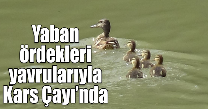Yaban ördekleri yavrularıyla Kars Çayı’nda