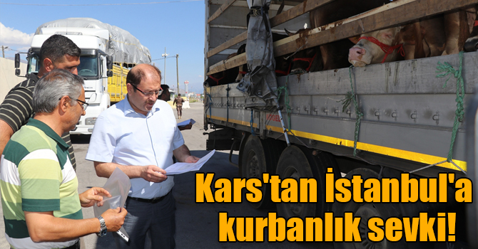 Kars'tan İstanbul'a kurbanlık sevki!