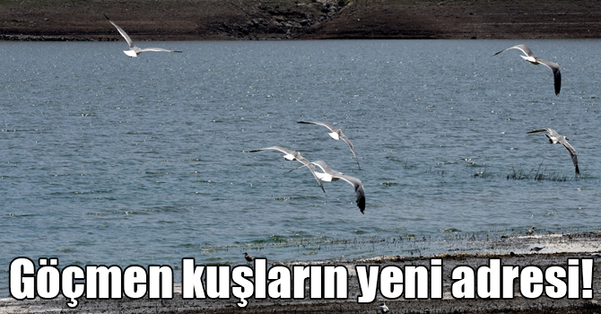 Kars Baraj Gölü göçmen kuşların yeni adresi oldu
