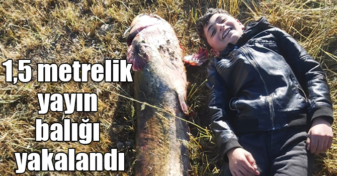 Aras Nehri'nde 1,5 metrelik yayın balığı yakalandı