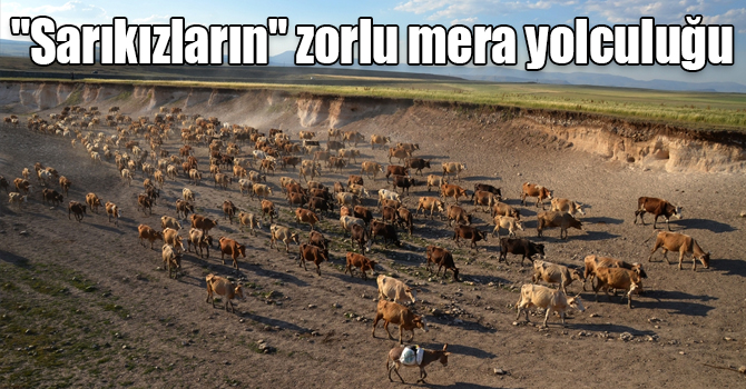 "Sarıkızların" zorlu mera yolculuğu