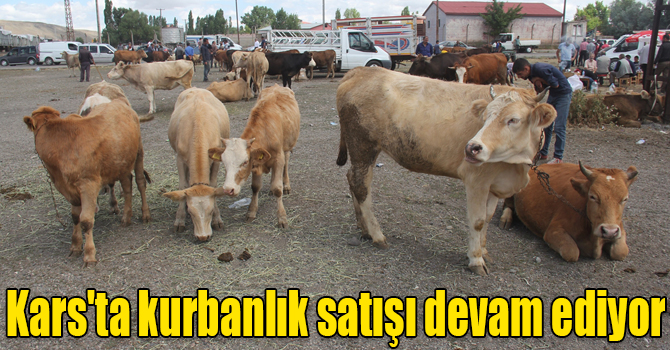 Kars'ta kurbanlık satışı devam ediyor