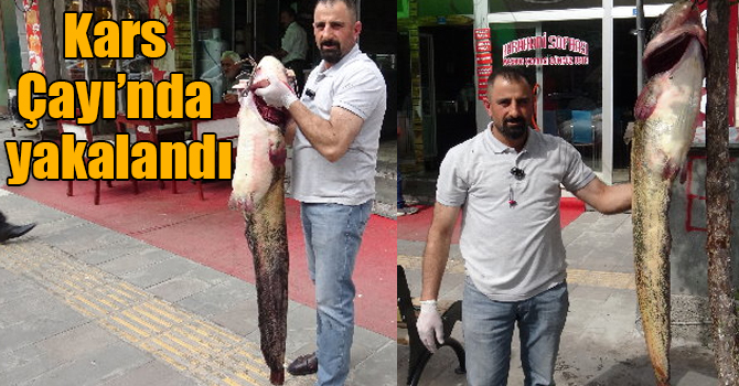 Kars Çayı’nda 18 kiloluk yayın balığı yakalandı