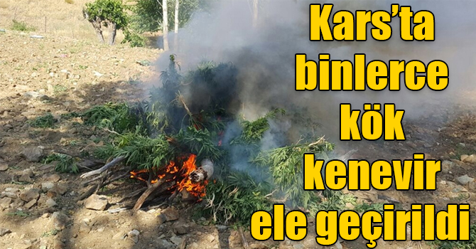 Kars’ta kök kenevir ele geçirildi