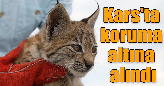 Bitkin halde bulunan yavru vaşak Kars'ta koruma altına alındı