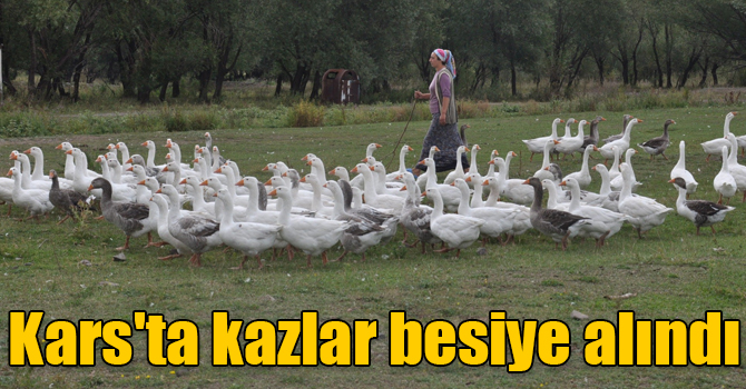 Kars'ta kazlar besiye alındı