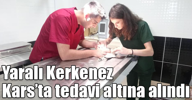 Yaralı Kerkenez Kars’ta tedavi altına alındı