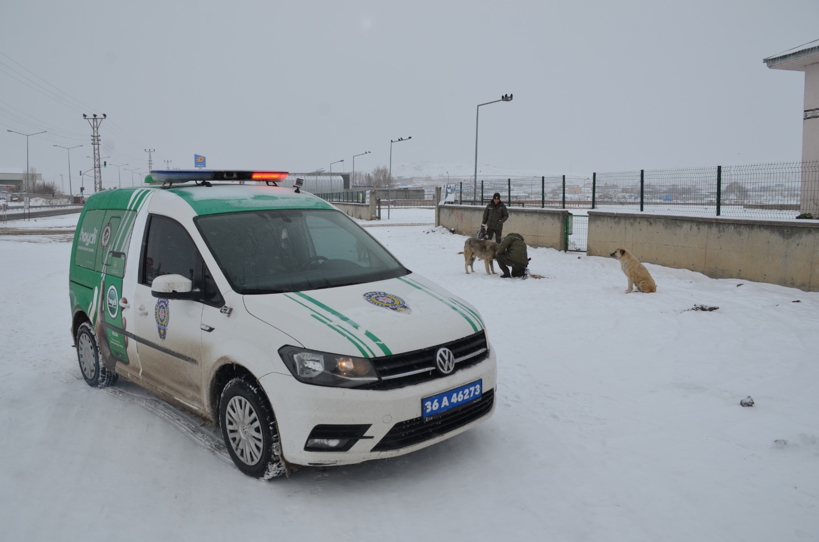 Kars'ta HAYDİ ekibi sokak hayvanlarını unutmadı