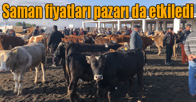 Kars’ta saman fiyatları hayvan pazarını olumsuz etkiliyor