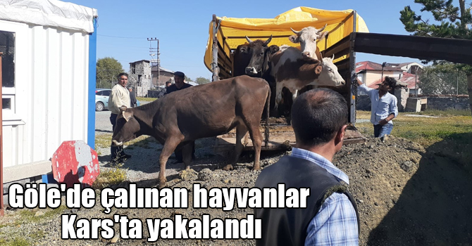 Göle'de çalınan hayvanlar Kars'ta yakalandı