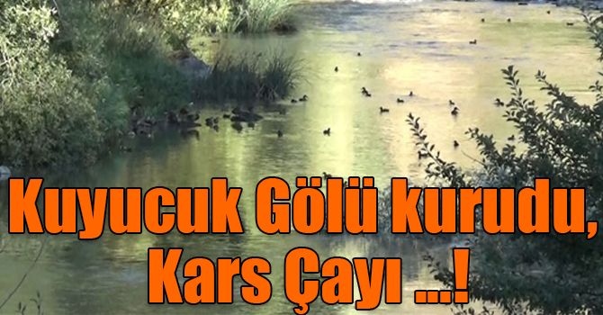 Kuyucuk Gölü kurudu, Kars Çayı yaban ördeklerinin yaşam alanı oldu