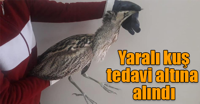 Kars’ta yaralı Balaban kuşu tedavi altına alındı