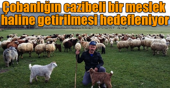 Çobanlığın cazibeli bir meslek haline getirilmesi hedefleniyor