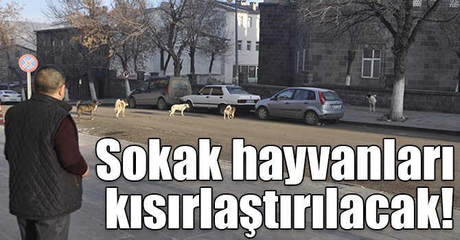Kars’ta sokak hayvanları kısırlaştırılacak!