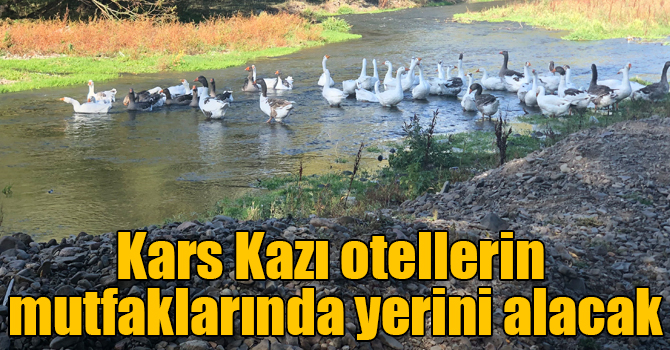Kars Kazı otellerin mutfaklarında yerini alacak