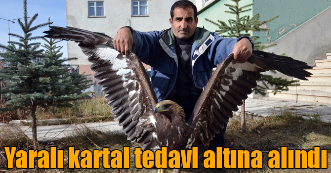 Kars'ta yaralı bulunan kartal tedavi altına alındı