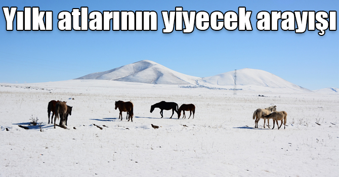 Kars'ta yılkı atlarının yiyecek arayışı