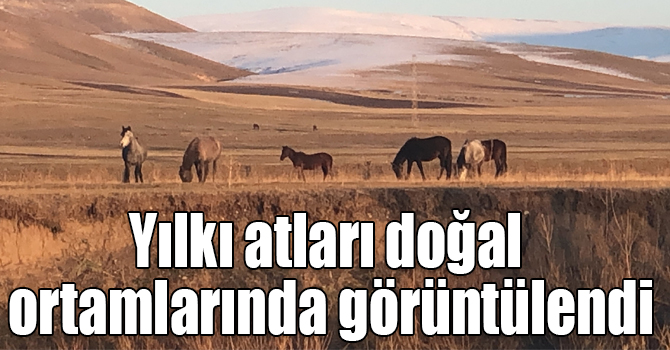 Kars'ta yılkı atları doğal ortamlarında görüntülendi