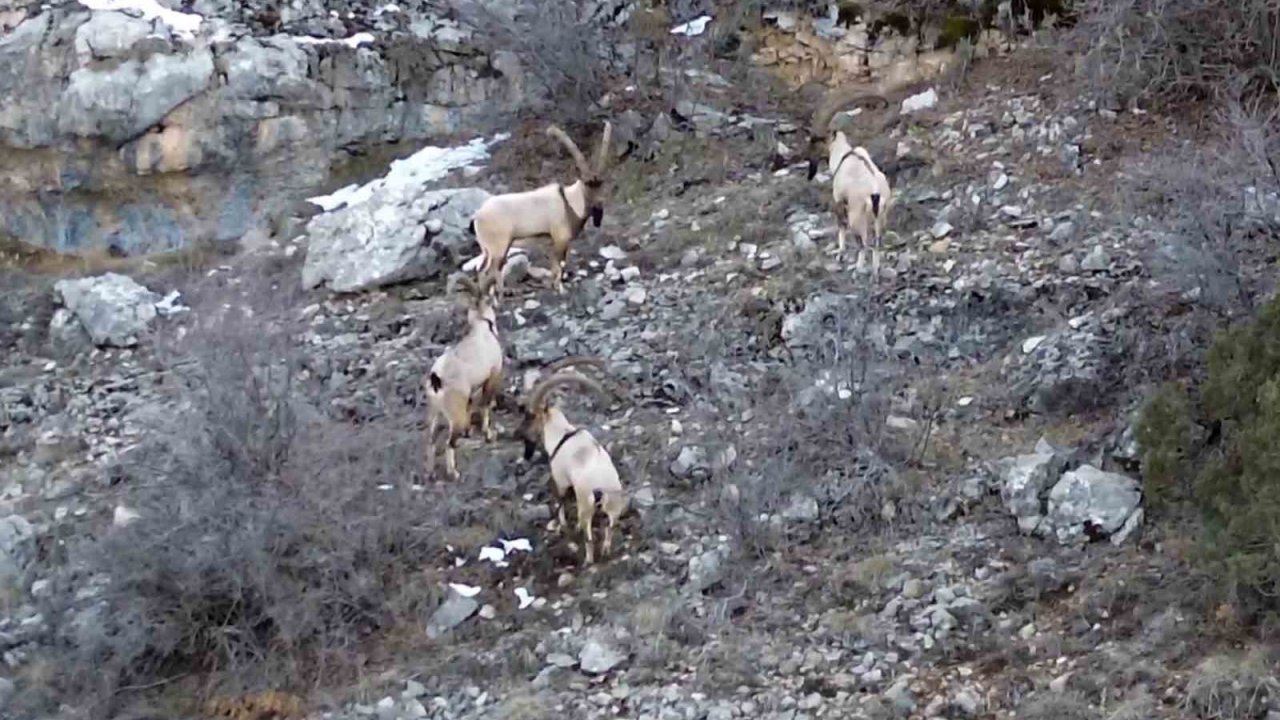 Gümüşhane’de yaban keçileri ve ayılar dronla görüntülendi