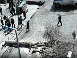 Kars'ta Polen Dağıtan Ağaçlar Kesilip Yerine Sağlıklı Ağaçlar Dikilecek