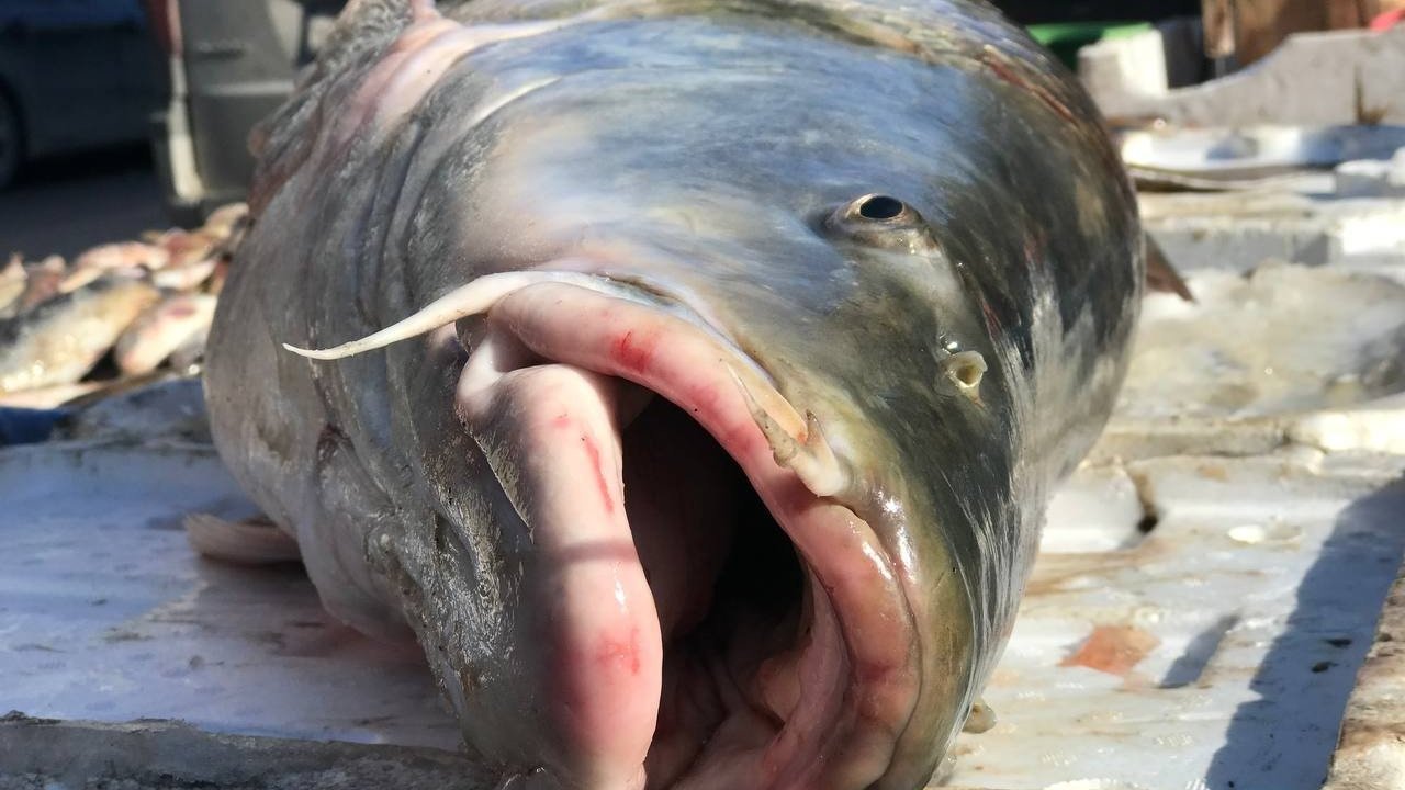 33 kiloluk dev balık tezgâhta alıcı buluyor