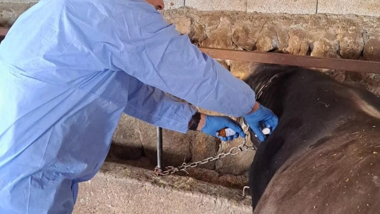 Bitlis’te şap aşısı devam ediyor