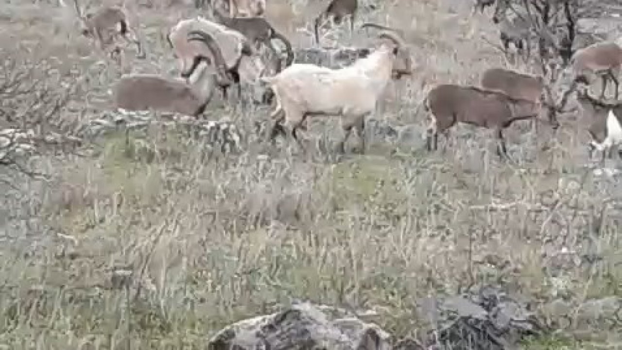 Elazığ’da dağ keçileri görüldü