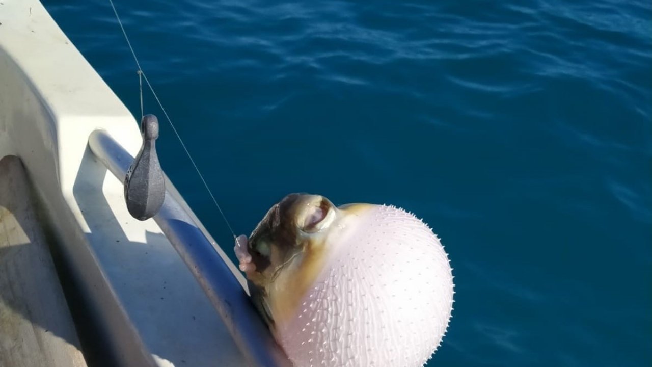 Mersinli balıkçılar ’balon balığı avcılığına yönelik teşvik’ten memnun