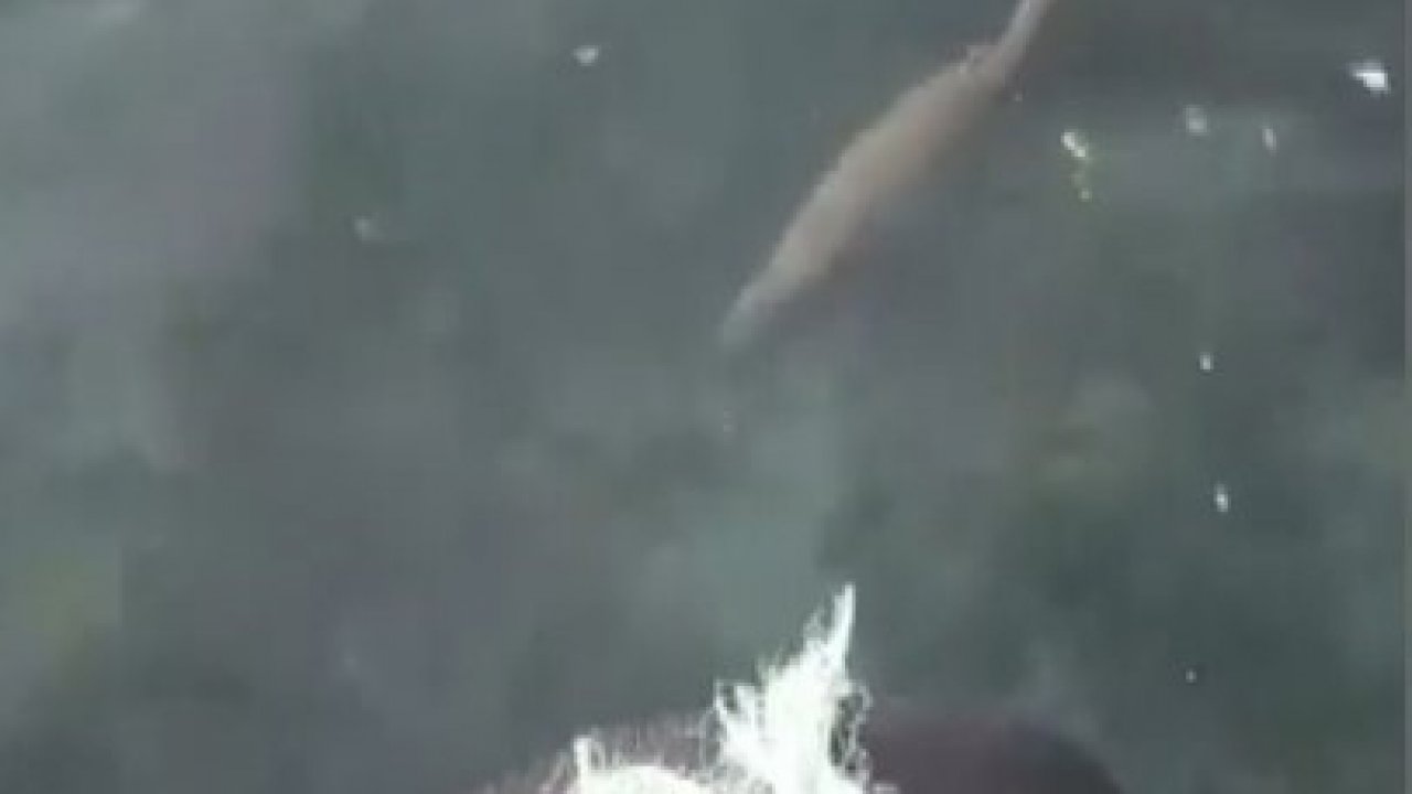 Nesli tükenmekte olan su samuru, Sinop’ta yüzerken görüntülendi