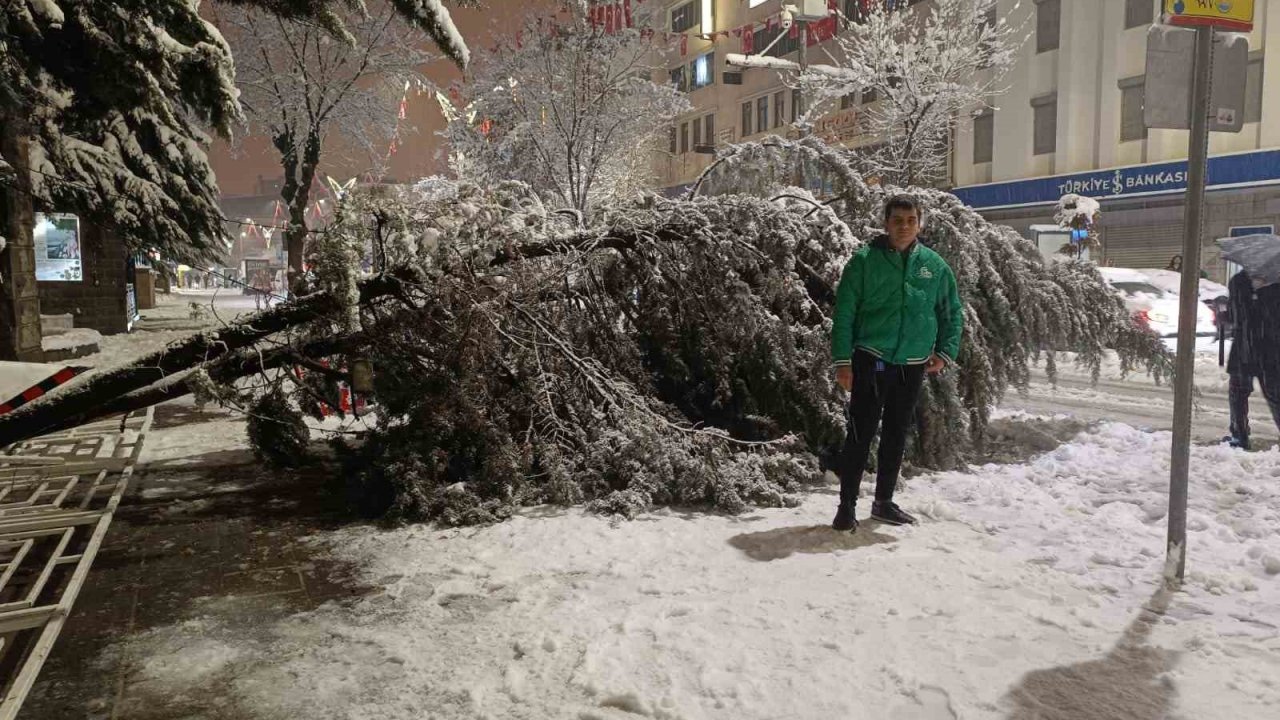 Van’da aşırı kar yağışına dayanamayan ağaç yola devrildi