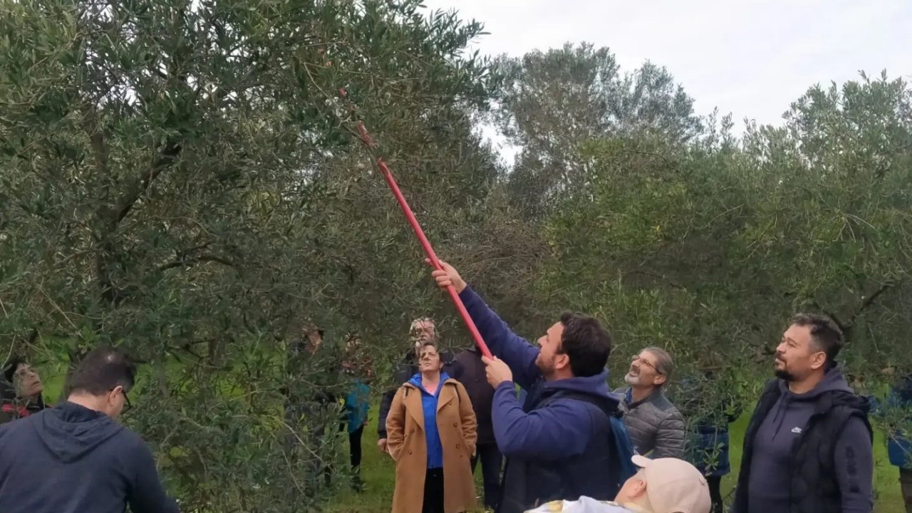 Edremit’te zeytin budama kursu yapıldı