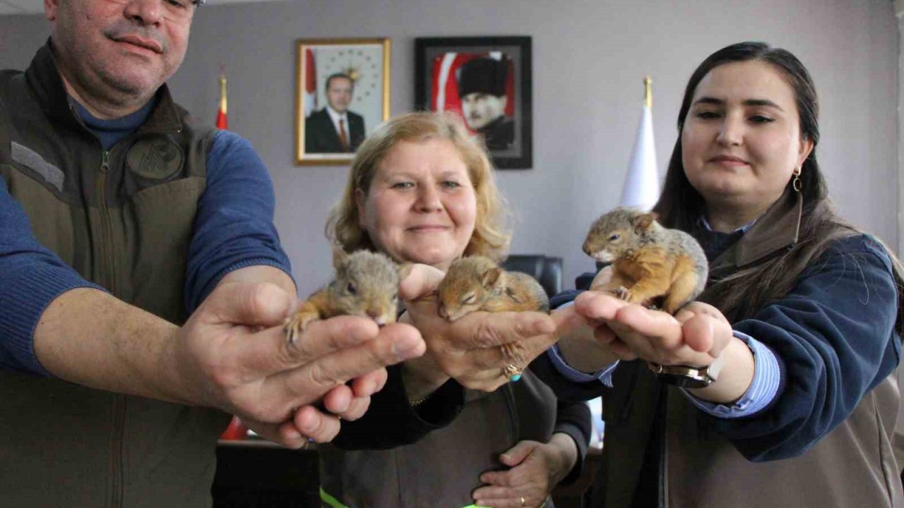 Annesiz kalan sincap yavrularına özel bakım