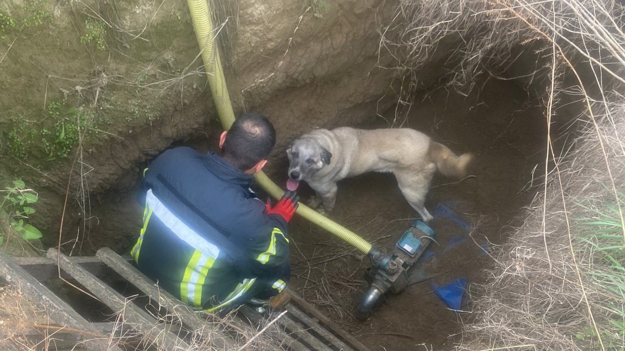 Manisa’da havuza düşen köpeğin yardımına itfaiye koştu