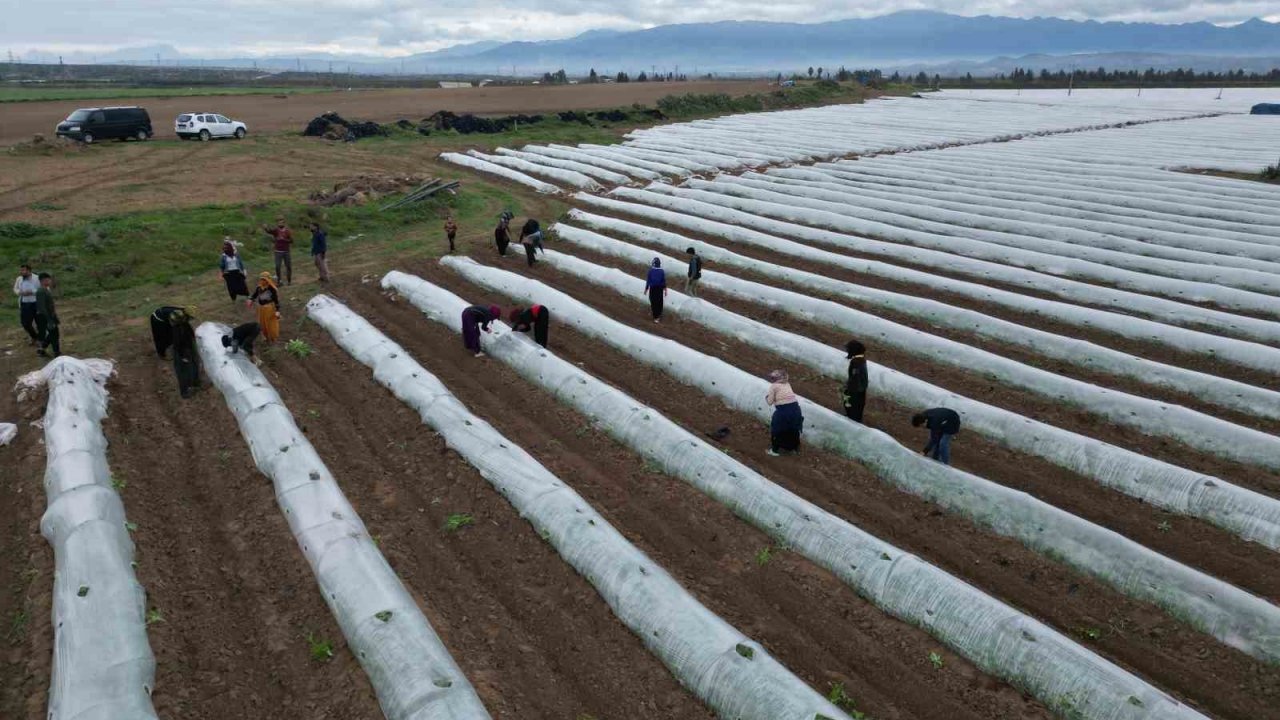 Erkenci karpuzda ilk hasat mayıs sonunda bekleniyor