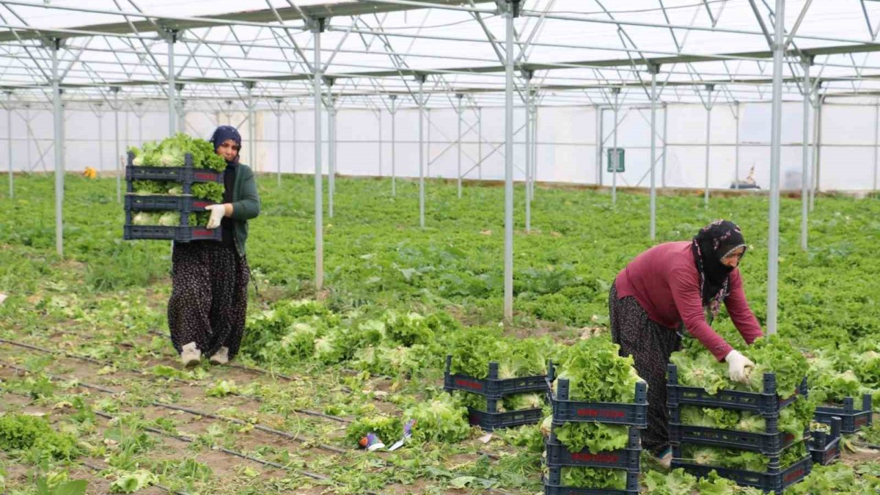 Erzincan’da seralarda marul hasadı sürüyor