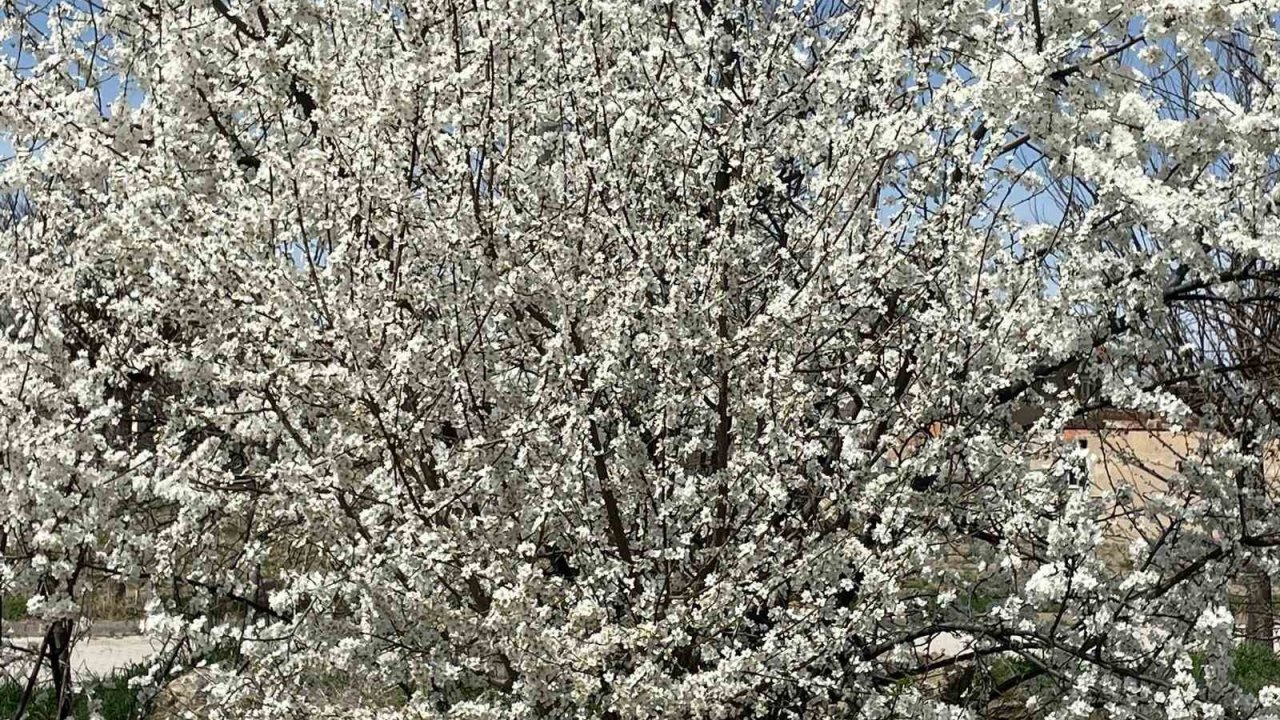 Afyonkarahisar’da ağaçlar baharın müjdecisi olarak rengarenk çiçek açtı