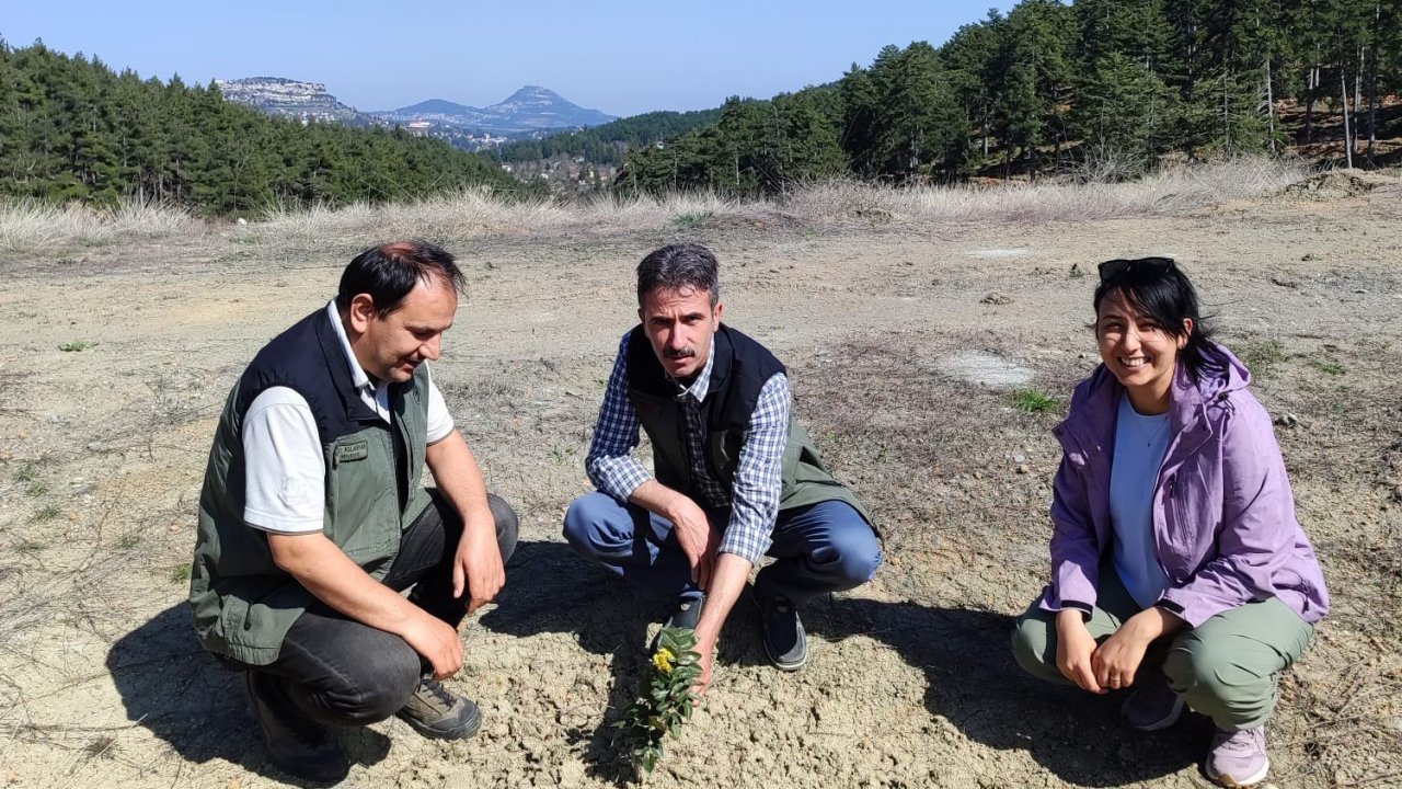 Kömür Ocağı Bal Ormanı, ’örnek bal ormanı’ haline geldi