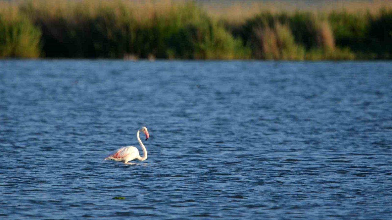 Doğa harikası Akgöl flamingoları ağırlıyor