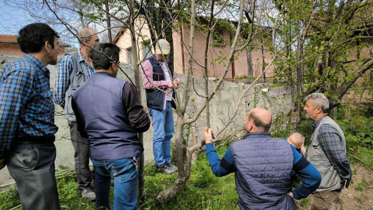 Emet’te meyve üreticilerine budama ve aşılama eğitimi