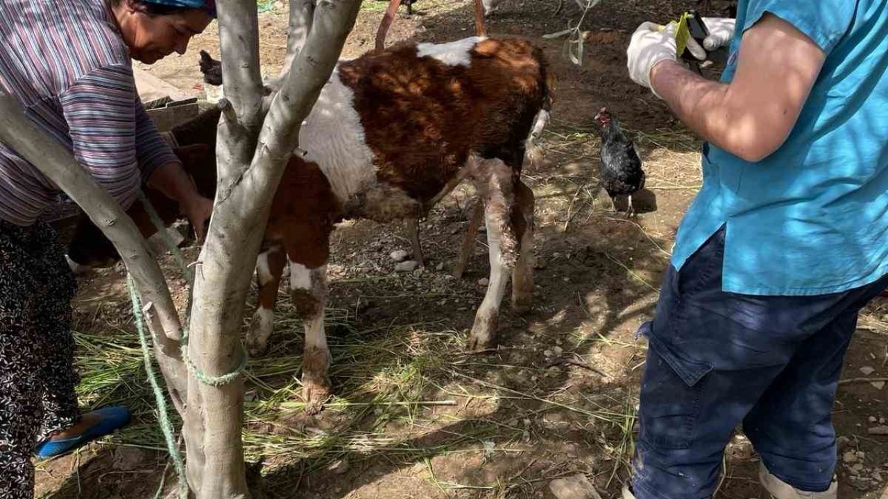 Büyükbaş hayvanlar kimlikleniyor