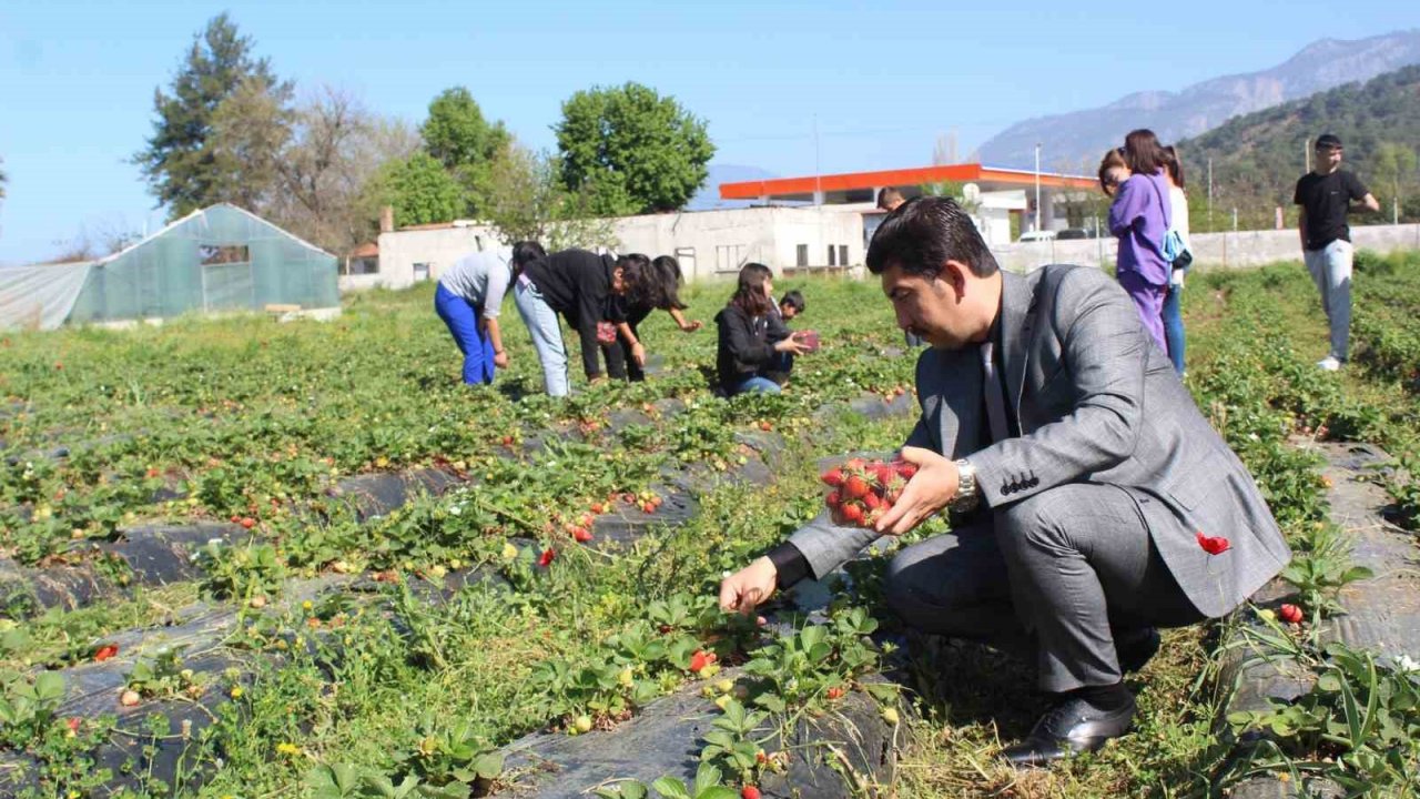 Köyceğiz’de öğrenciler çilek hasadı yaptı