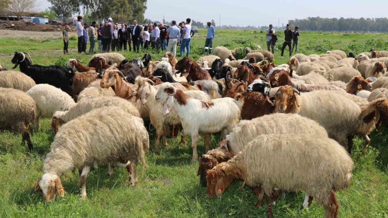 Ovadaki meralarda otlatma sezonu başladı